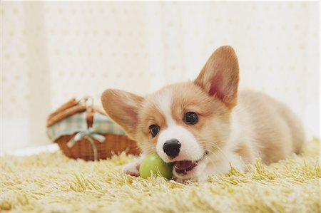 Corgi biting a ball on a carpet Foto de stock - Direito Controlado, Número: 859-06725229