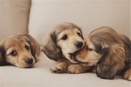 dachshund - Puppies Foto de stock - Con derechos protegidos, Código: 859-06725222