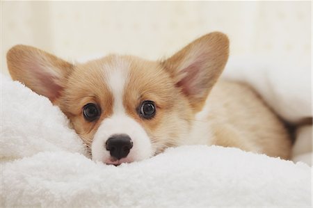 Corgi puppy lying down on a towel Stock Photo - Rights-Managed, Code: 859-06725237