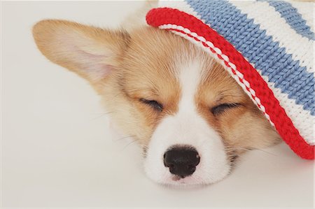 petit (jeune animal) - Corgi puppy sleeping and wearing a hat Photographie de stock - Rights-Managed, Code: 859-06725247