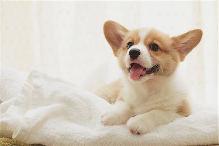 dog lying - Corgi puppy on a towel Stock Photo - Rights-Managed, Code: 859-06725240