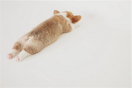 prone - Corgi puppy sleeping on the floor Stock Photo - Rights-Managed, Code: 859-06725254