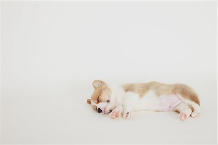 simsearch:695-03381097,k - Corgi puppy lying down on the floor Foto de stock - Con derechos protegidos, Código: 859-06725257