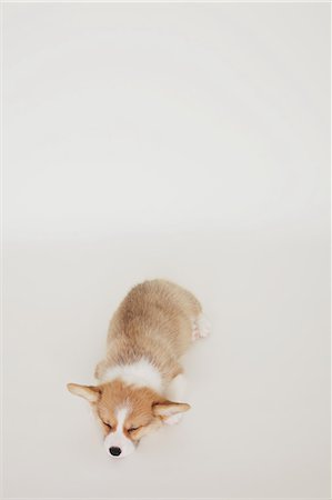 simsearch:622-06900367,k - Corgi puppy sleeping on the floor Stock Photo - Rights-Managed, Code: 859-06725252