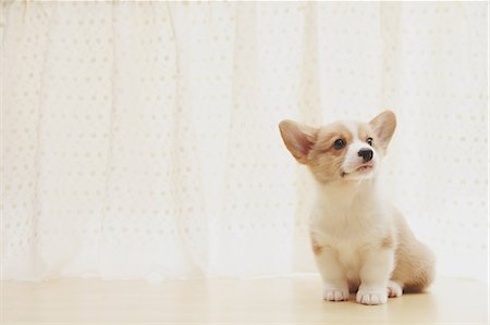 dog sitting relaxing - Corgi puppy Stock Photo - Rights-Managed, Code: 859-06725264