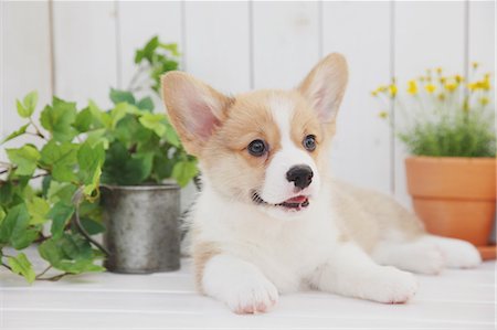 Corgi puppy and plants Stockbilder - Lizenzpflichtiges, Bildnummer: 859-06725272