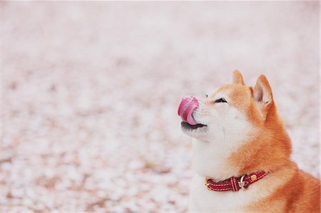 Shiba Inu Stock Photo - Rights-Managed, Code: 859-06725280