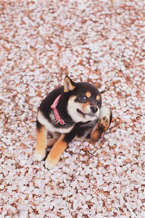 Shiba Inu and cherry blossoms on the ground Foto de stock - Con derechos protegidos, Código: 859-06725297