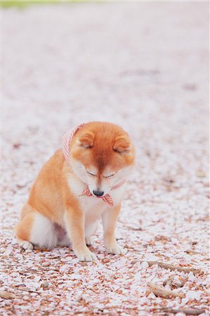 shiba inu - Shiba Inu and cherry blossoms on the ground Stockbilder - Lizenzpflichtiges, Bildnummer: 859-06725291