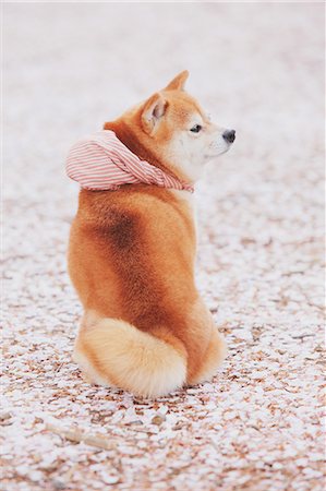 shiba inu - Shiba Inu and cherry blossoms on the ground Foto de stock - Con derechos protegidos, Código: 859-06725293