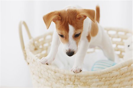 simsearch:859-06725338,k - Jack Russell Terrier in a basket Stockbilder - Lizenzpflichtiges, Bildnummer: 859-06725306