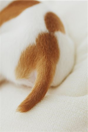 simsearch:859-06725338,k - Jack Russell Terrier on a towel Stockbilder - Lizenzpflichtiges, Bildnummer: 859-06725325