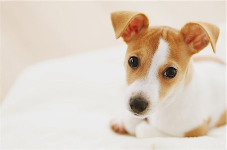 simsearch:859-06725338,k - Jack Russell Terrier on a towel Stockbilder - Lizenzpflichtiges, Bildnummer: 859-06725326