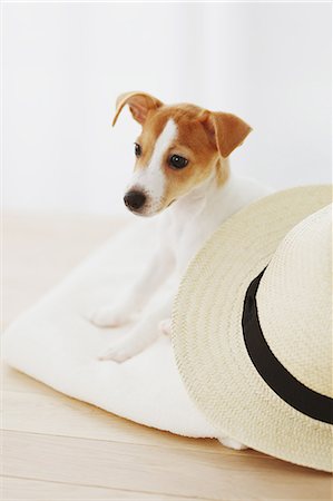 simsearch:859-06725324,k - Jack Russell Terrier on a towel Stockbilder - Lizenzpflichtiges, Bildnummer: 859-06725328