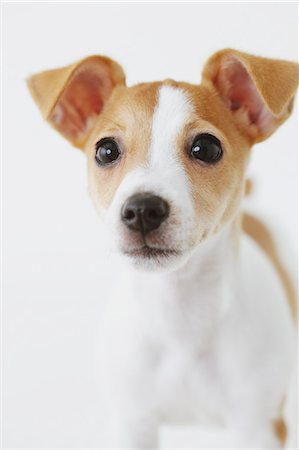 Jack Russell Terrier Foto de stock - Con derechos protegidos, Código: 859-06725334