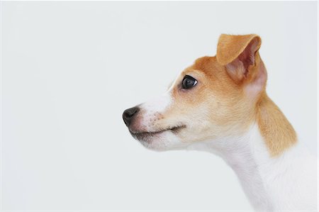 simsearch:859-06725338,k - Jack Russell Terrier Stockbilder - Lizenzpflichtiges, Bildnummer: 859-06725337