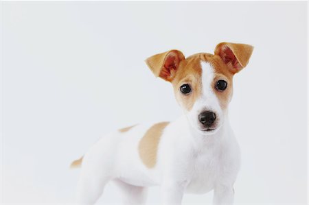 Jack Russell Terrier Photographie de stock - Rights-Managed, Code: 859-06725330