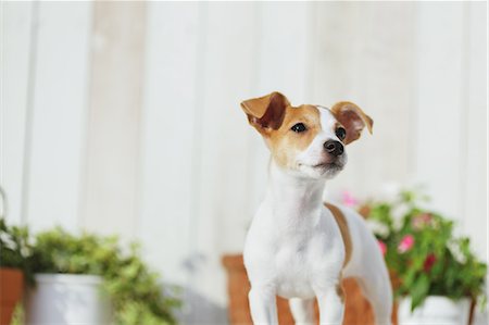 Jack Russell Terrier Foto de stock - Con derechos protegidos, Código: 859-06725342