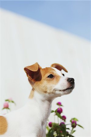simsearch:859-06725156,k - Jack Russell Terrier Foto de stock - Direito Controlado, Número: 859-06725343