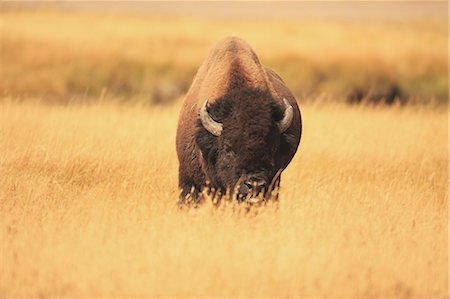 American bison in grassland Fotografie stock - Rights-Managed, Codice: 859-06725350