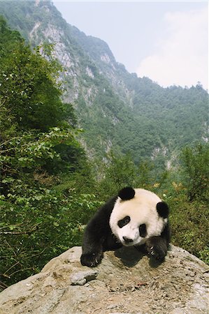 pandas nobody - Panda Stock Photo - Rights-Managed, Code: 859-06725365