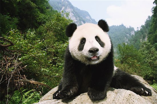Panda Stock Photo - Premium Rights-Managed, Artist: Aflo Relax, Image code: 859-06725367