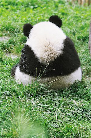 panda bear - Panda Stock Photo - Rights-Managed, Code: 859-06725360