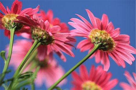 reversal - Chrysanthemum flowers Foto de stock - Con derechos protegidos, Código: 859-06808240