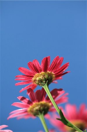 reversing - Chrysanthemum flowers Stock Photo - Rights-Managed, Code: 859-06808241