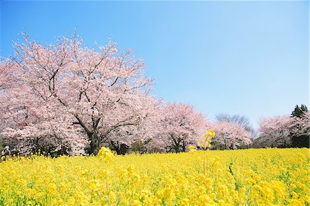 simsearch:859-08358154,k - Cherry trees flower field and blue sky Stock Photo - Rights-Managed, Code: 859-06808349