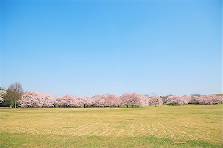 empty sky - Cherry trees lawn and blue sky Stock Photo - Rights-Managed, Code: 859-06808356