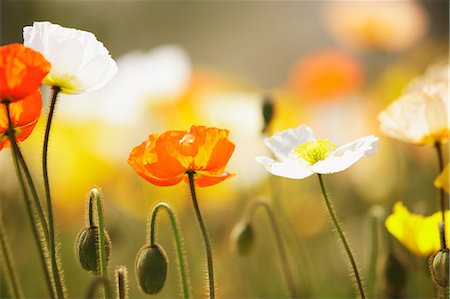 poppy close up not people - Iceland poppy flowers Stock Photo - Rights-Managed, Code: 859-06808374