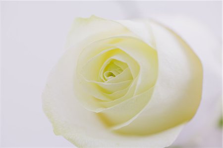 White rose Foto de stock - Con derechos protegidos, Código: 859-06808460