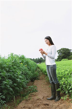 simsearch:859-06808617,k - Woman harvesting tomatoes Foto de stock - Direito Controlado, Número: 859-06808509