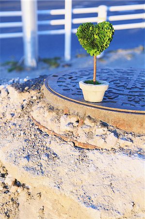 Heart-shaped plant on manhole Stockbilder - Lizenzpflichtiges, Bildnummer: 859-06808685