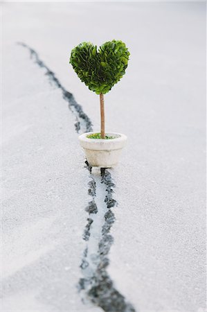 potted - Heart-shaped plant and cracked floor Foto de stock - Con derechos protegidos, Código: 859-06808682