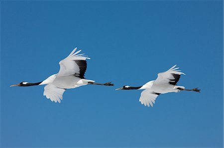 flap - Japanese Cranes, Akan, Hokkaido, Japan Photographie de stock - Rights-Managed, Code: 859-07149484