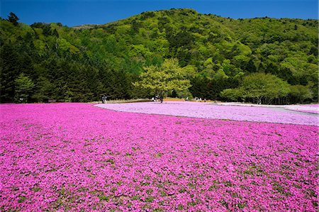 simsearch:859-07283384,k - Fujishibazakura, Motosuko, Yamanashi, Japan Foto de stock - Con derechos protegidos, Código: 859-07149572