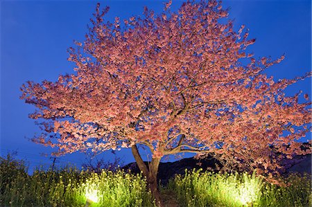 simsearch:859-07149893,k - Cherry Blossoms Of Minami, Shizuoka, Japan Photographie de stock - Rights-Managed, Code: 859-07149638