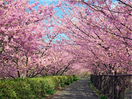 road tree flower - Kawazu Cherry Blossoms, Shizuoka, Japan Stock Photo - Rights-Managed, Code: 859-07149631