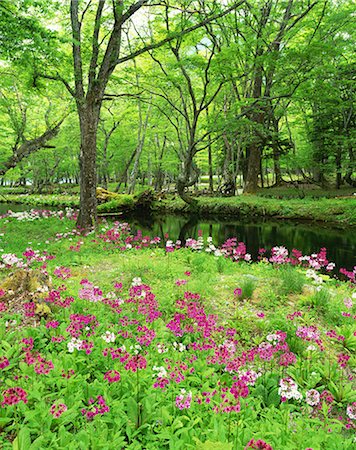 flower garden - Nikkosenjugahama, Tochigi, Japan Stock Photo - Rights-Managed, Code: 859-07149656