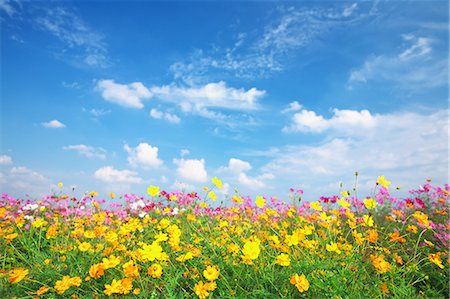 flower field - Cosmos Stock Photo - Rights-Managed, Code: 859-07149716