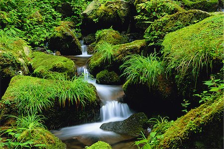 ecology - Unazawa Valley, Tokyo, Japan Stock Photo - Rights-Managed, Code: 859-07149737