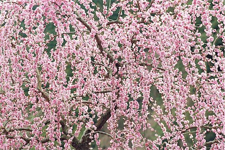 shikoku region - Seiyo, Ehime, Japan Foto de stock - Con derechos protegidos, Código: 859-07149740