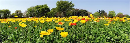 spring - Showa Memorial Park, Tokyo, Japan Stock Photo - Rights-Managed, Code: 859-07149766