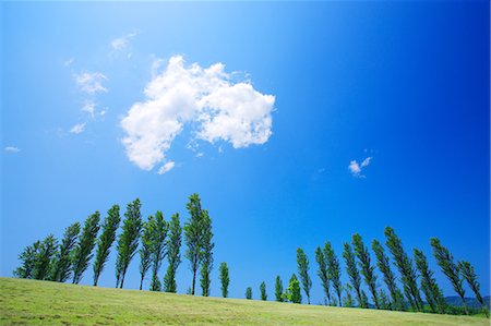 Populus, Niigata, Japan Foto de stock - Con derechos protegidos, Código: 859-07149799