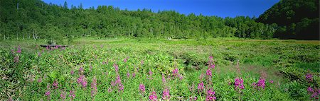 Tanohara Marsh, Nagano, Japan Stockbilder - Lizenzpflichtiges, Bildnummer: 859-07149835