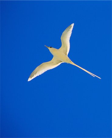 republic of palau - White-Tailed Tropicbird, Palau Stock Photo - Rights-Managed, Code: 859-07149831