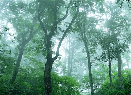 fog forest - Otari, Nagano, Japan Foto de stock - Con derechos protegidos, Código: 859-07149865