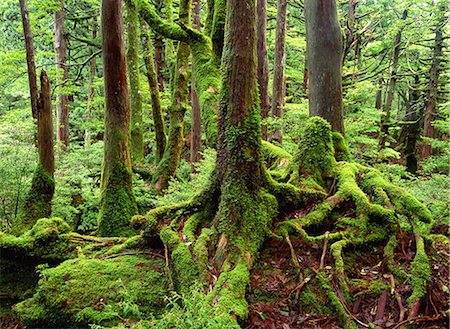 simsearch:859-07150420,k - Yakushima, Kagoshima, Japan Foto de stock - Con derechos protegidos, Código: 859-07149863